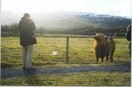 Highland cattle