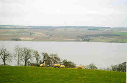 Sheeps along the north sea in Inverness